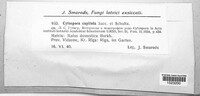Cytospora capitata image